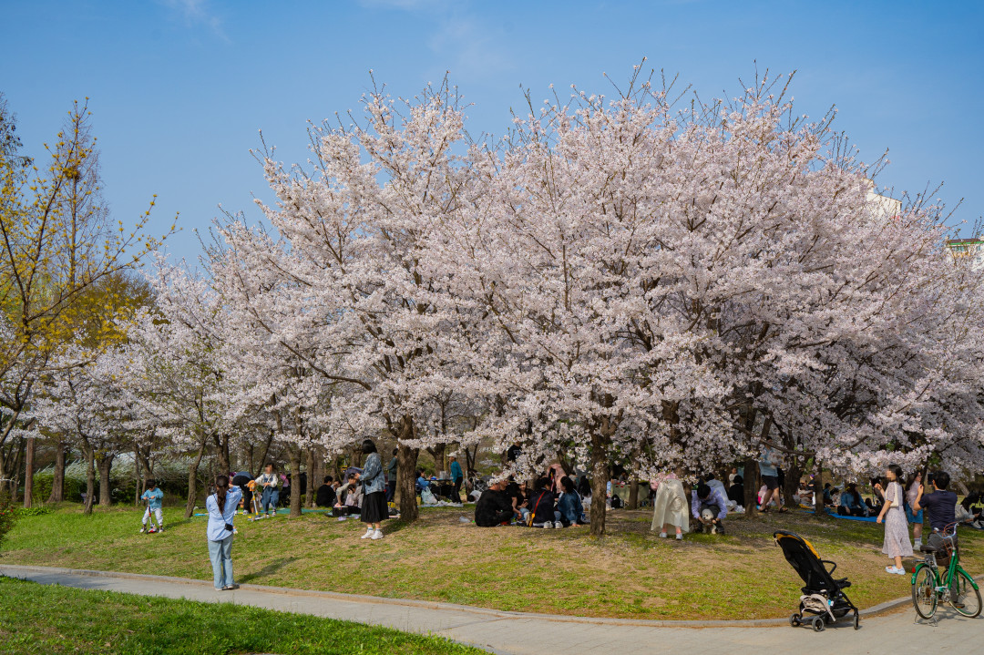 수원 서호공원 벚꽃