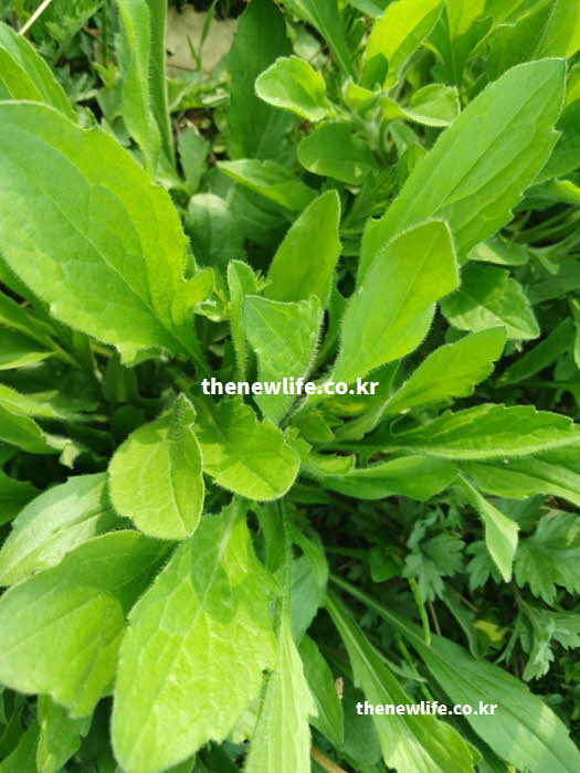 망초대 효능 성분 영양가치