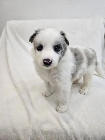 보더콜리분양가 2024년 가격 정보와 분양 팁_11