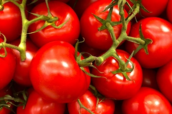 토마토 방울 토마토 키우기, 파종/육묘/지지대/가지치기/병충해