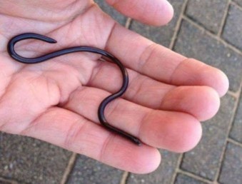 정말-실처럼-가느랗고-긴-뱀이-손바닥위에-있는-모습