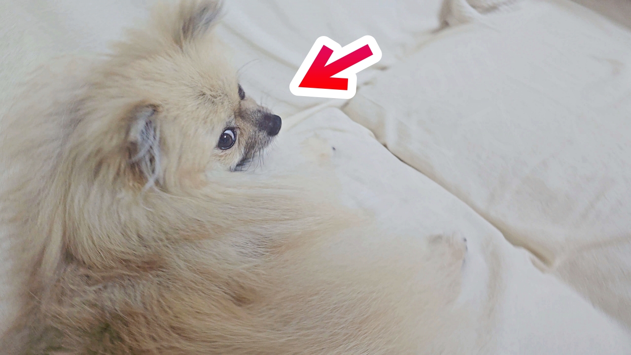 쓰다듬기를 멈추자 강아지 반응