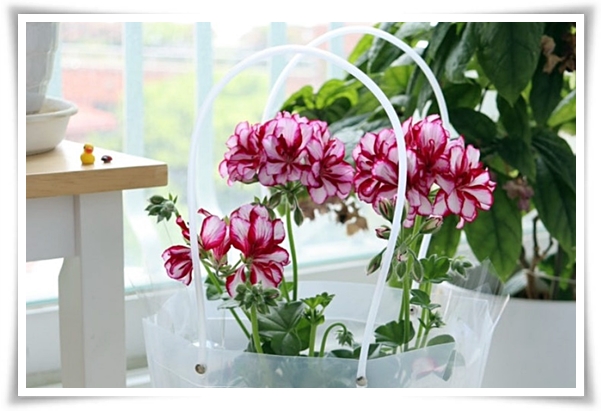 "제라늄 키우기" 365일 꽃을 피우며 향기와 아름다움과 공기 정화까지!