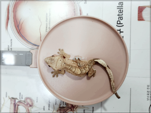 특수반려병원-파우동물병원-도마뱀진료사진2