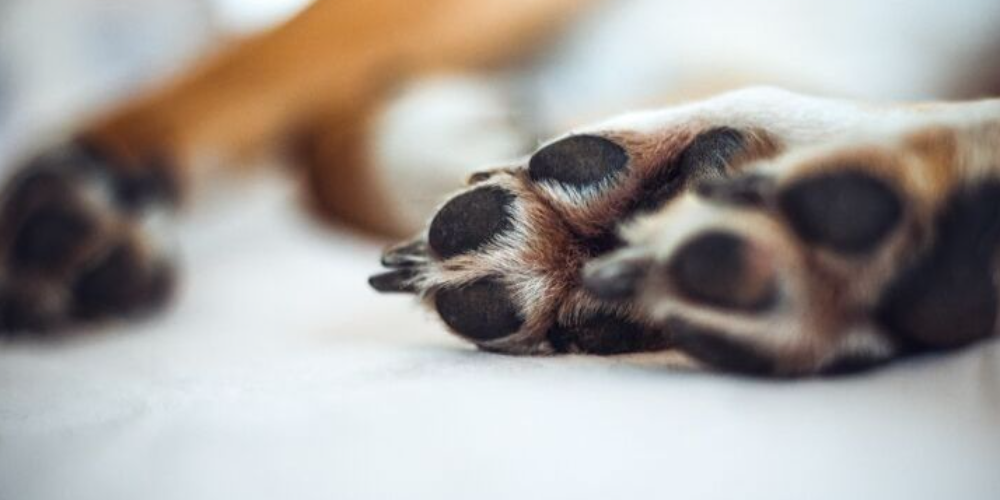 강아지 발톱 감염 7