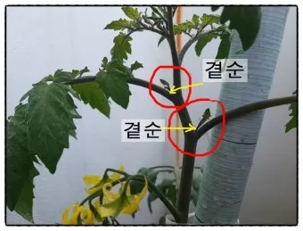 작물 순지르기 유인 기본 토마토 오이 가지 고추 수형관리_21