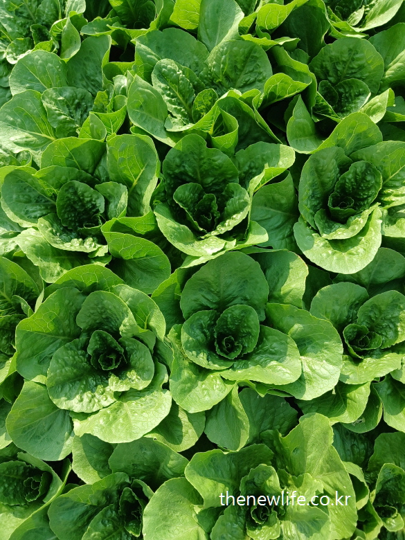 A dense patch of romaine butterhead hybrid lettuce growing in close clusters.-로메인과 버터헤드 교잡 상추가 빽빽하게 자라고 있는 밭.