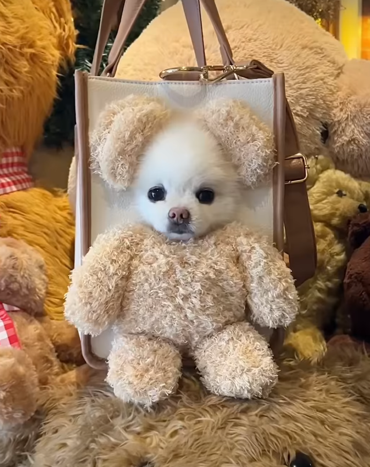 아키즈펫 빼꼼캐리어