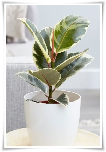 "고무나무 키우기" 실내 정원에 매력을 더하는 초록 친구!