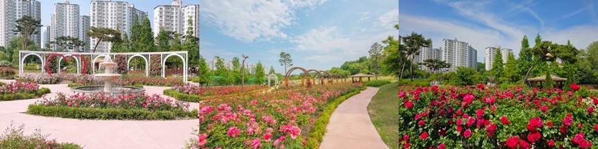 오산 장미뜨레
