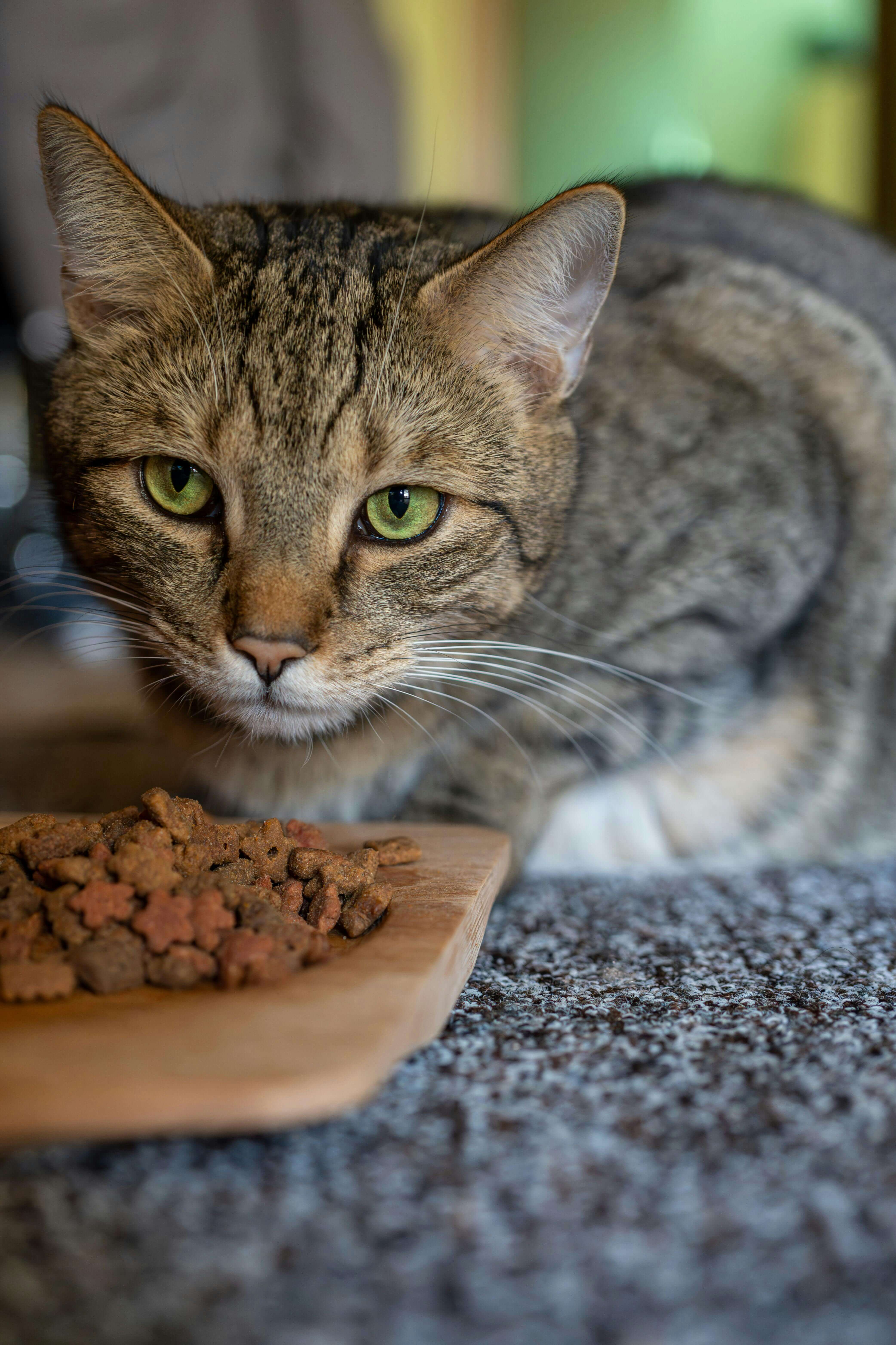 한국 펫푸드 시장 재편 시작｜2026 점유율&middot;브랜드별 성장률 분석