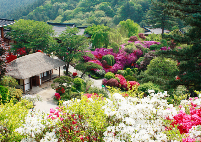 아침고요 수국 전시회 축제