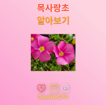 목사랑초 꽃말 및 탐구