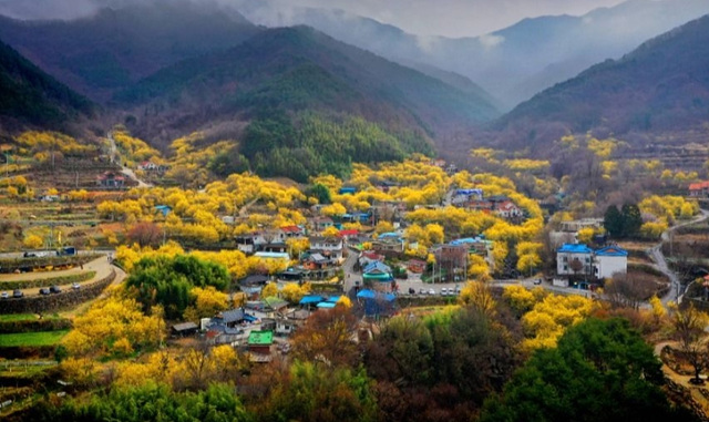 구례 산수유축제 기간, 실시간, 추천 코스, 주차장, 행사장 음식 정보