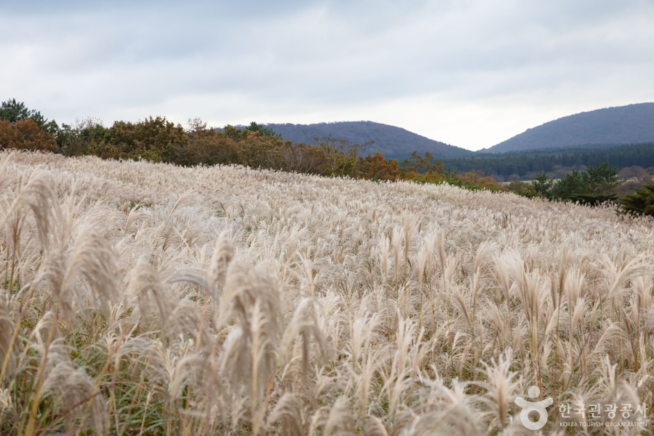제주 산굼부리 단풍축제 단풍여행