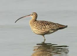 알락꼬리마도요의 갯벌 의존도가 높은 이유