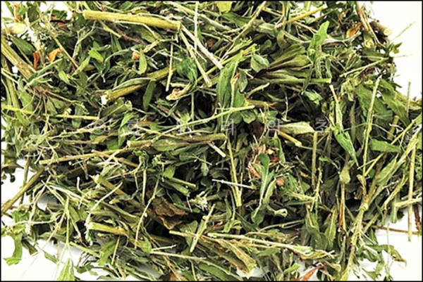 야관문 효능 야관문주 부작용 총정리