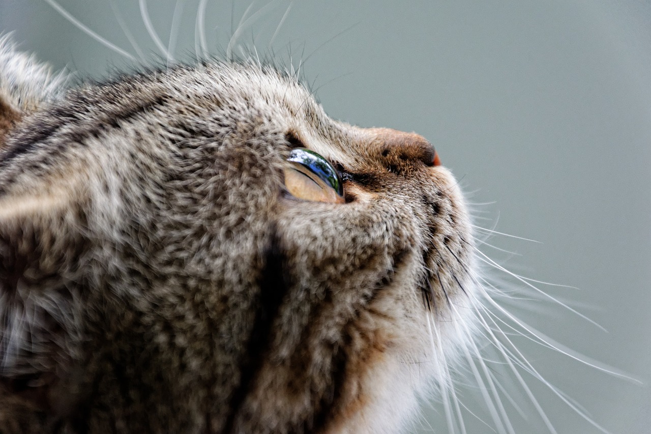 아메리칸 컬(American Curl)4