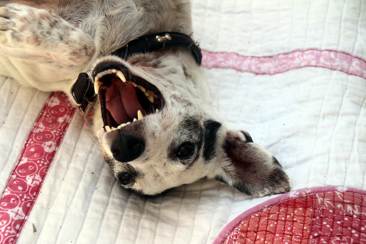 누워서-입-벌리고-있는-강아지