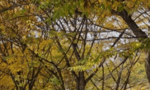 기차여행 단풍특선 추천