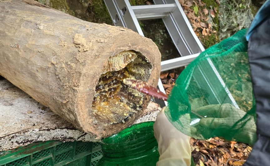 토종꿀-삼척-이건영-한국기행