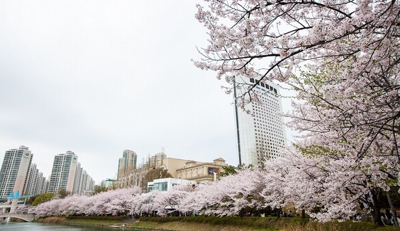 석촌호수 벚꽃 사진