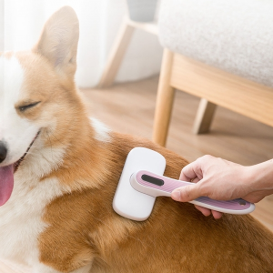 빗질하는 강아지모습