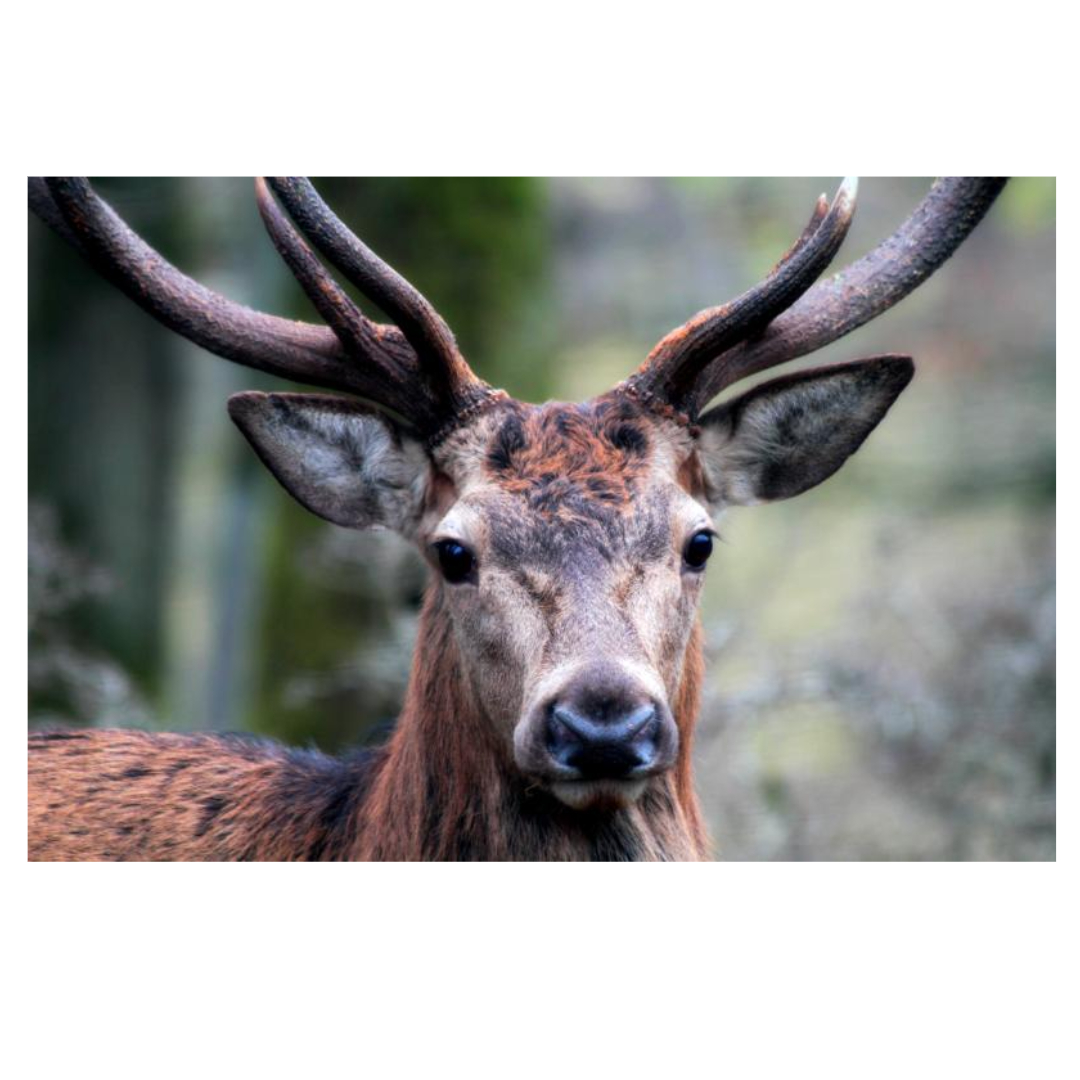 녹용과 관련된 사진입니다.