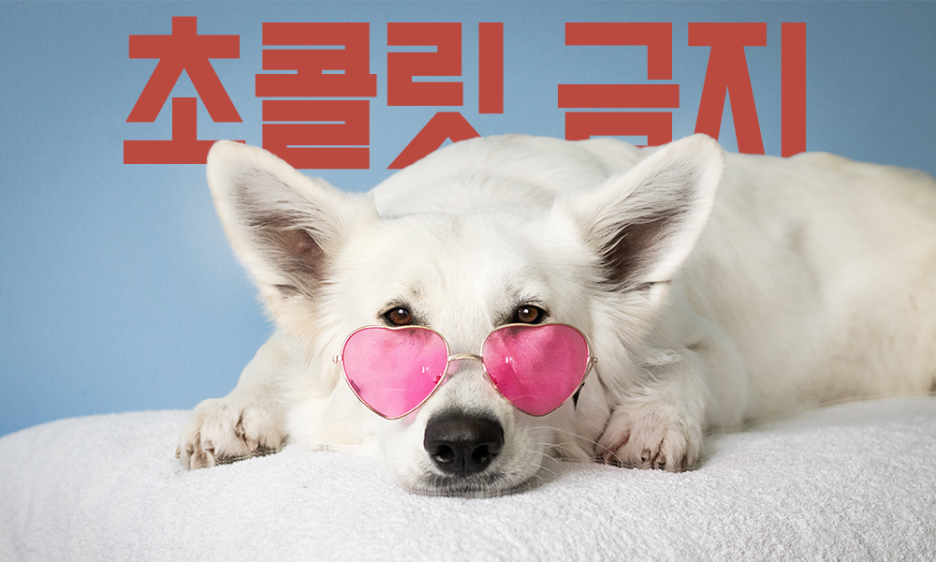 강아지 초콜릿