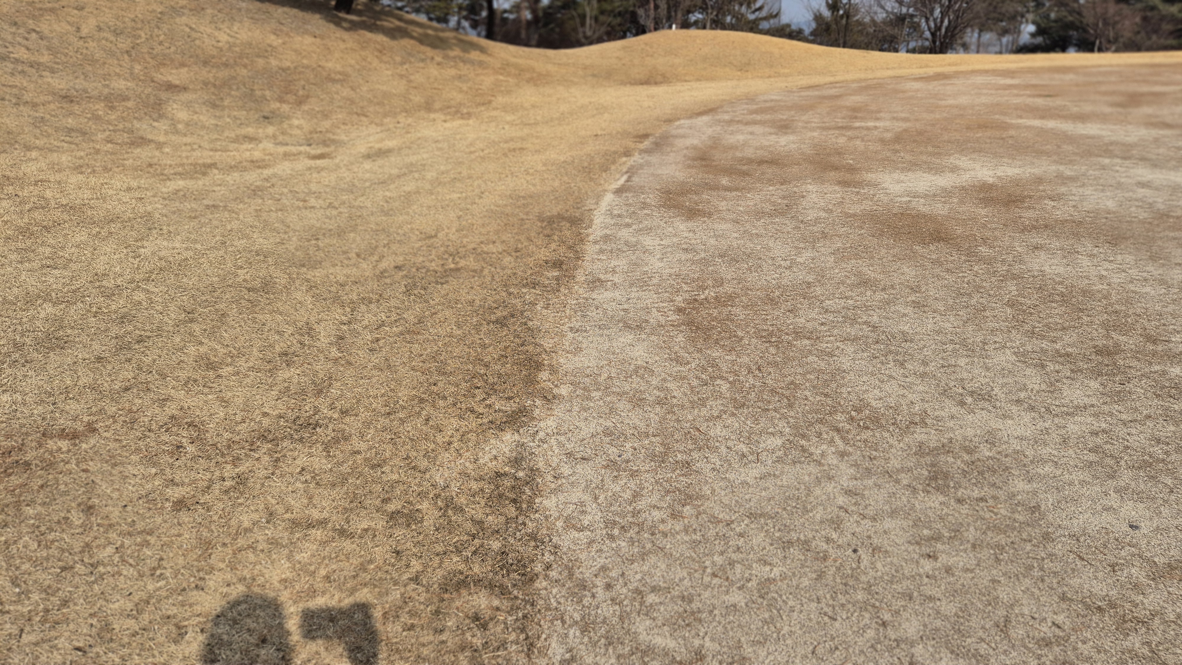 비에이비스타cc 호박-보나(퍼블릭) 코스 그린관리상태