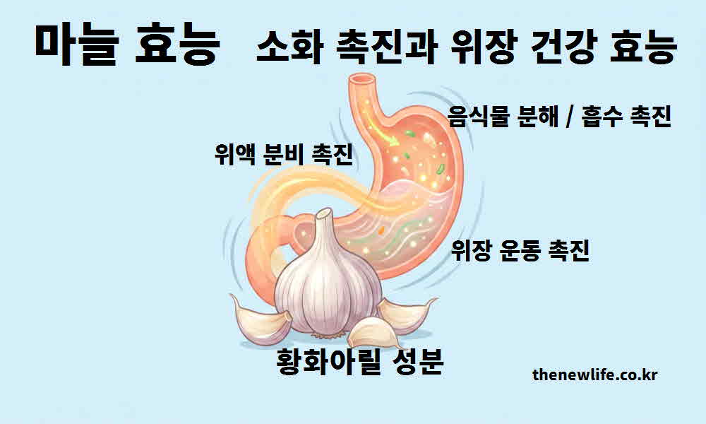 마늘 효능 소화 촉진 위장 건강