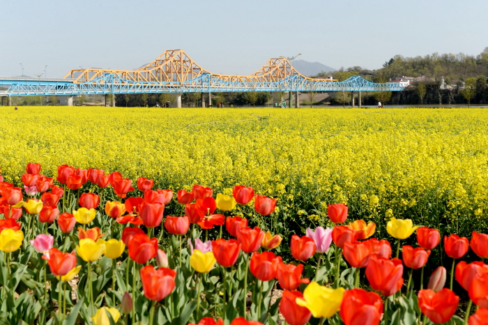 제 19회 창녕 낙동강 유채축제 기본일정 및 프로그램 소개