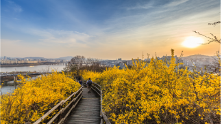 서울시봄꽃길171선