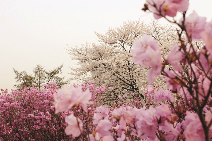 2023년 전국 벚꽃 축제 일정