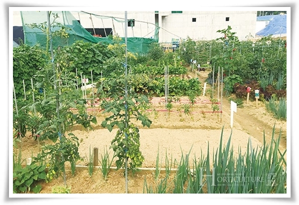 텃밭 &quot;5월에 심기 좋은 작물&quot; 초보도 척척, 실패 없이 풍성하게 수확하는 법!