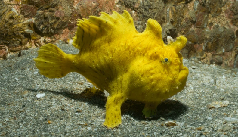 프로그피쉬(Frogfish)