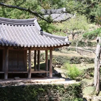 소쇄원 봄 앵두나무꽃 산수유 해당화 개화_13