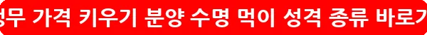 왕관앵무 가격 키우기 분양 수명 먹이 성격 종류_9