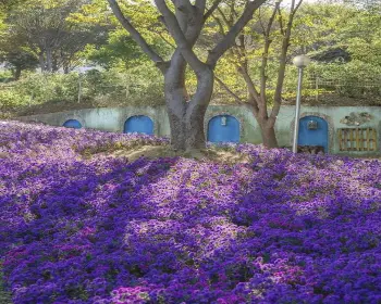 피나클랜드 오천만송이 국화축제_3