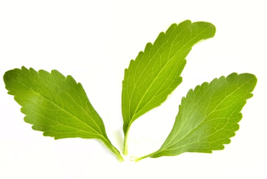 연두색 잎인 스테비아 잎 3장이 나란히 있다. 가늘고 타원형의 모습이다.