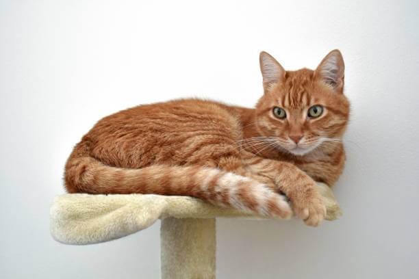 고양이 캣타워 필요한 이유 4가지