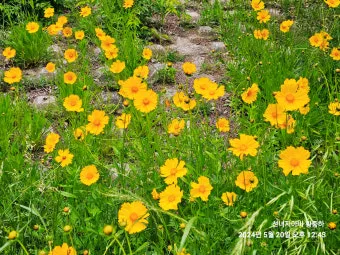 함안 악양생태공원 금계국 개화 시기와 사진 촬영 팁_17
