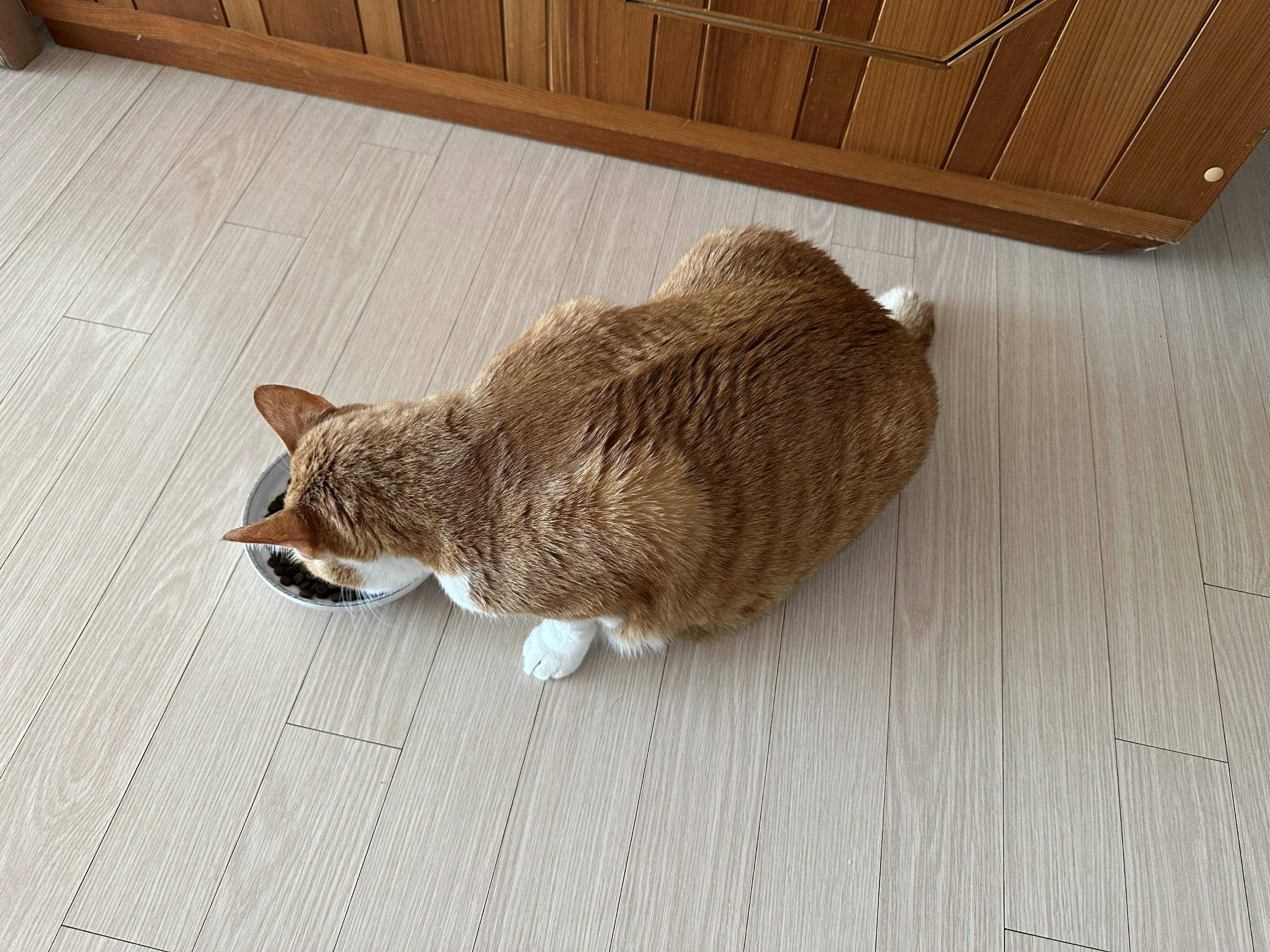 집에_도착해서_밥먹는_호야