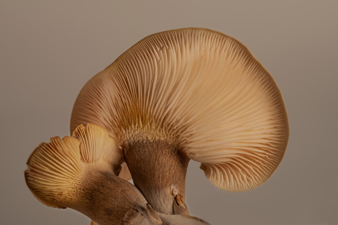 Mushroom.