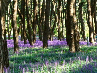 장항송림산림욕장