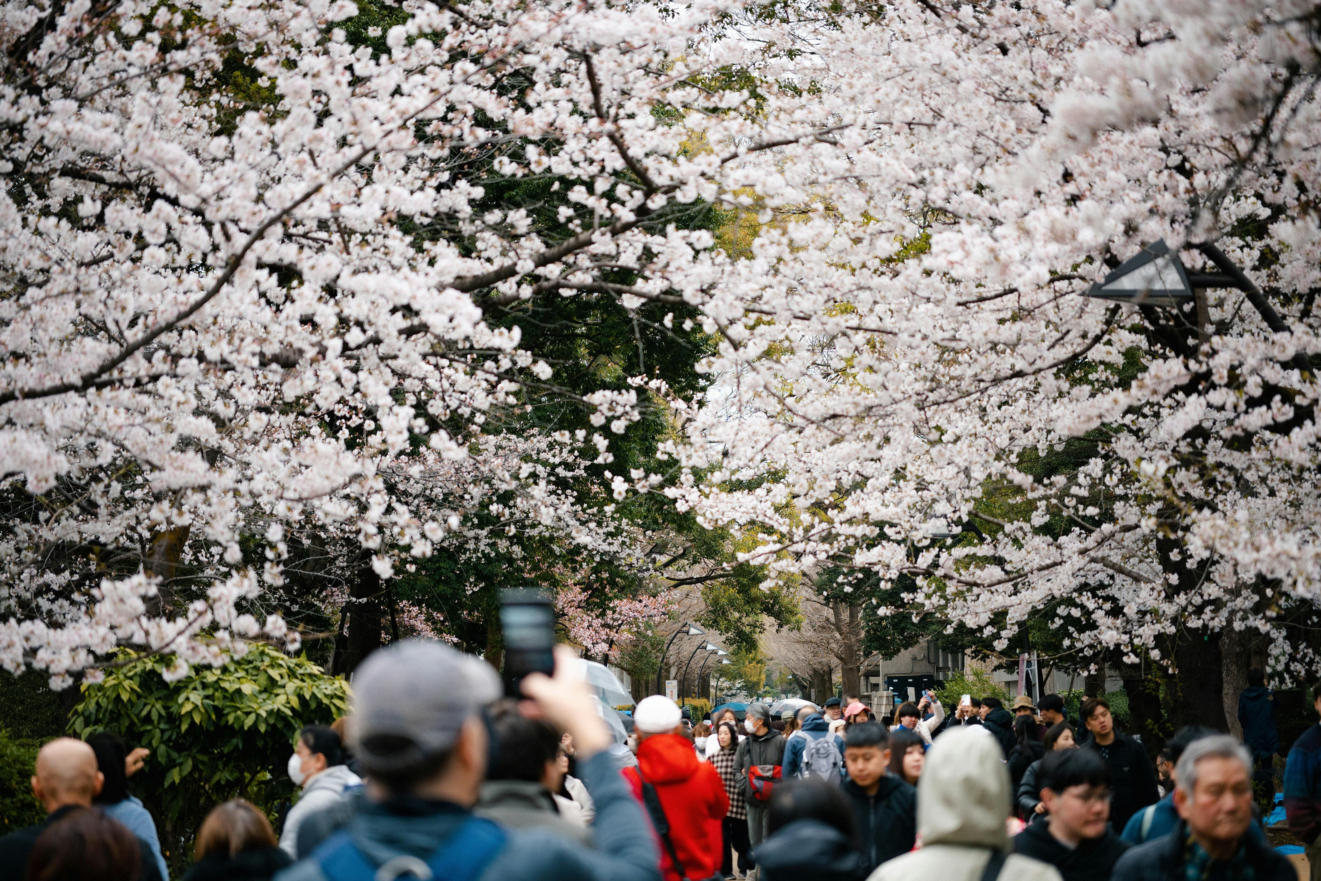 전국 벚꽃축제 일정 개화시기 핵심명소 총정리