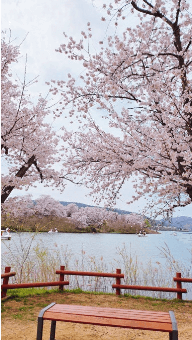 경주 벚꽃 개화 시기 및 축제 및 명소와 관련된 사진