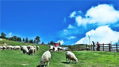 알펜시아 리조트 스키장