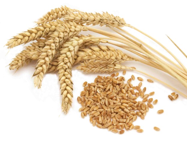 [건강식품 추천] 카무트 효소 효능 및 부작용, 먹는법, 만드는법, 가격