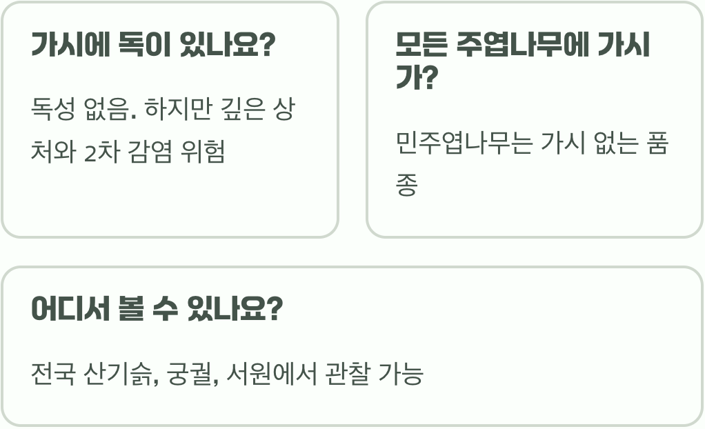 주엽나무&amp;#44; 왜 이렇게 무섭고 큰 가시가 있을까?